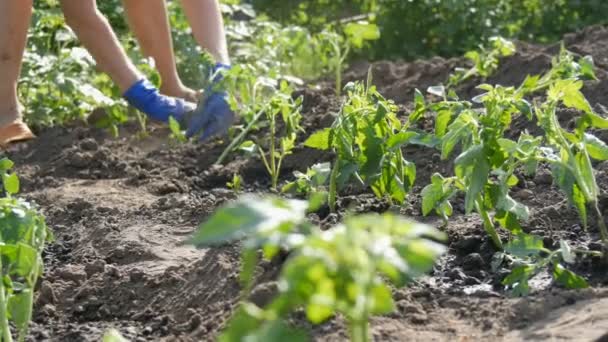 Une femme s'assoit dans le sol et est enterrée par de jeunes plantes vertes de tomates juste plantées dans le sol se tiennent au soleil dans le jardin — Video