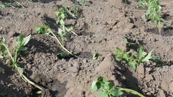 Fila de tomates verdes jovens acabados de pousar no chão estão de pé em um sol no jardim — Vídeo de Stock