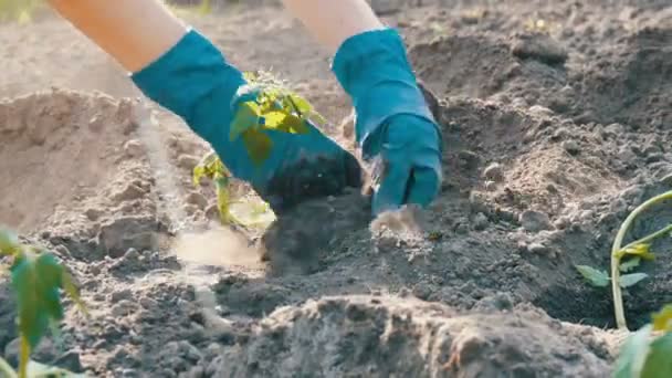 Женщина сидит в земле и похоронен молодые зеленые растения помидоров только что посаженные в землю стоять на солнце в саду — стоковое видео