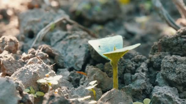 Germen de una planta recién cultivada en el suelo — Vídeo de stock