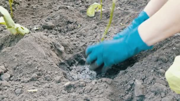 Mains féminines dans un gants bleus plantant aubergine — Video