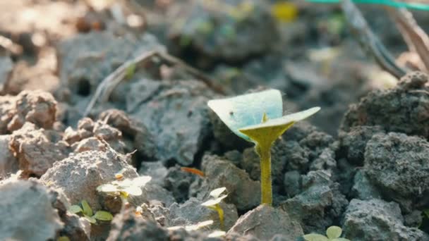 Germe de uma planta recém-cultivada no solo — Vídeo de Stock