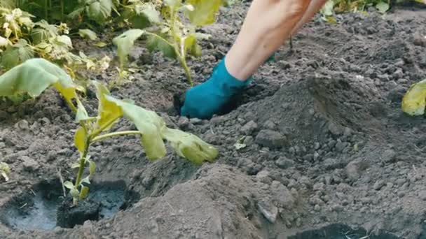 Frauenhände in blauen Handschuhen pflanzen Auberginen — Stockvideo