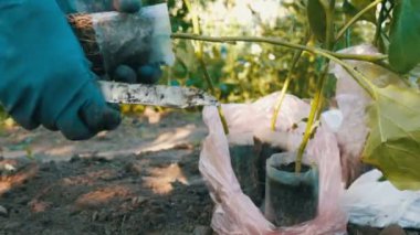 Mavi eldiven eller ile bir kök bitki dikimi için hazır tutuyor