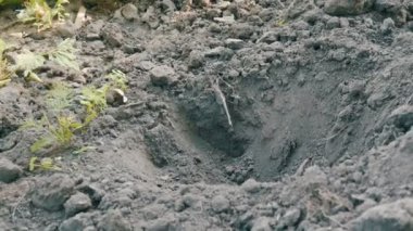 Patlıcan kök ile Fidan Dikim mavi eldiven eller