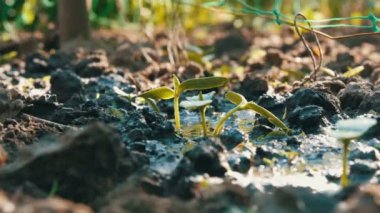Mikrop sulama ile sulanan toprakta yeni yetişkin bir bitkinin kutular. . Su toprak emilir
