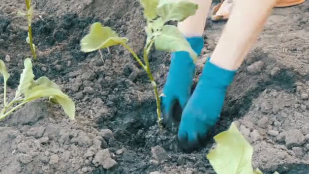 Vrouwelijke handen in blauw handschoenen aanplant een zaailingen van aubergine met wortel — Stockvideo