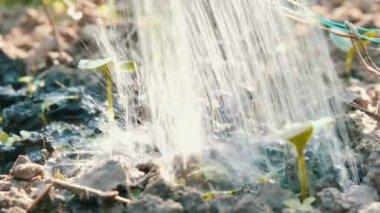 Mikrop sulama ile sulanan toprakta yeni yetişkin bir bitkinin kutular. . Su toprak emilir