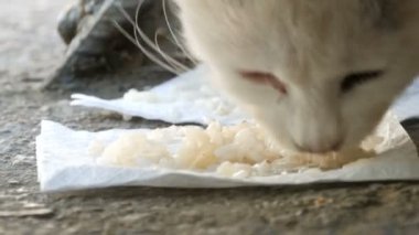 Çok aç kirli evsiz beyaz kedi pirinç katında iştahla yiyor