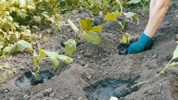 Vrouwelijke handen in een blauwe handschoenen aanplant van aubergine — Stockvideo