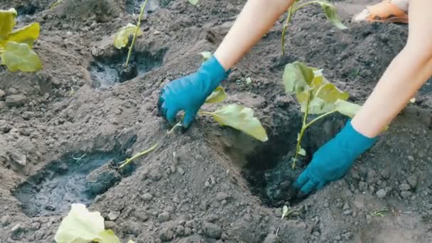 Mani femminili in guanti blu piantare melanzane — Video Stock