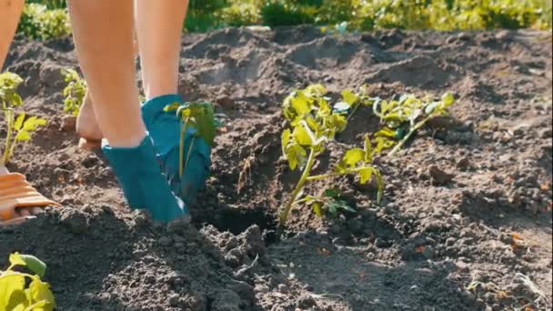 Uma mulher senta-se no chão e é enterrada por plantas verdes jovens dos tomates plantados apenas no suporte à terra no sol no jardim — Vídeo de Stock