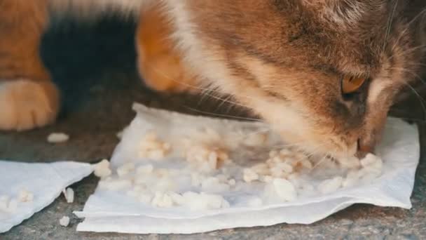 Dakloze zwarte kat, zittend in het gras en likt zichzelf op straat — Stockvideo