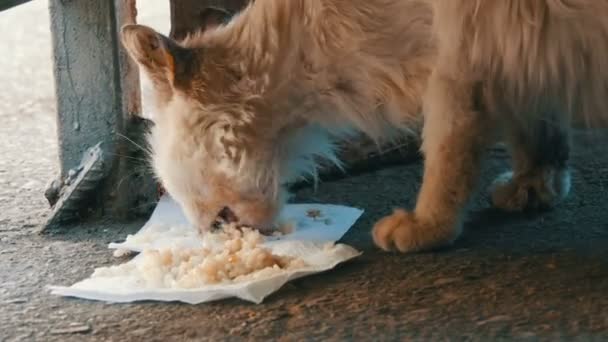 Sehr hungrige dreckige obdachlose weiße Katze frisst gierig Reis auf dem Boden — Stockvideo