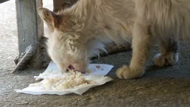 Pequeno gatinho com fome come em uma grama verde — Vídeo de Stock