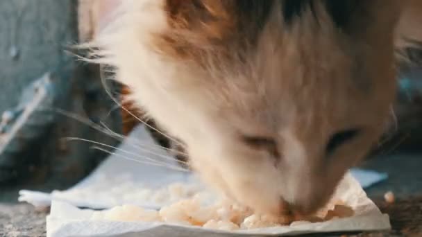 Sehr hungrige dreckige obdachlose weiße Katze frisst gierig Reis auf dem Boden — Stockvideo