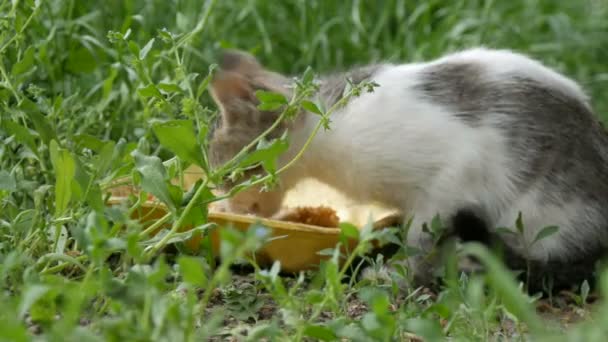 Petit chaton affamé mange dans une herbe verte — Video