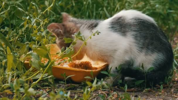 Pequeno gatinho com fome come em uma grama verde — Vídeo de Stock