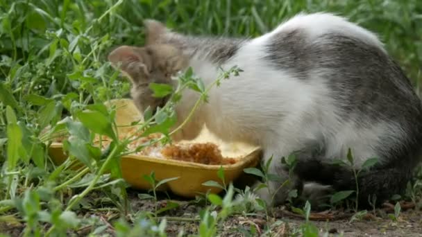 Little Hungry Kitten Eats in a Green Grass — Stock Video