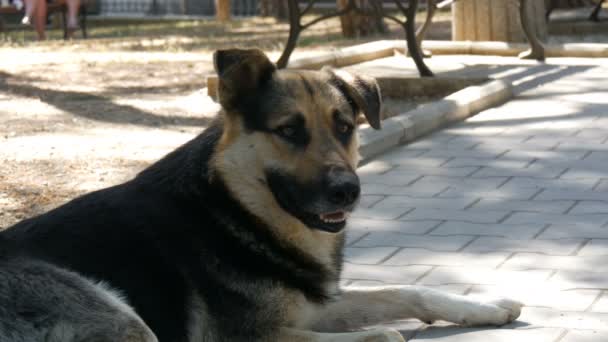 SDF beau grand chien se trouve sur une rue de la ville — Video