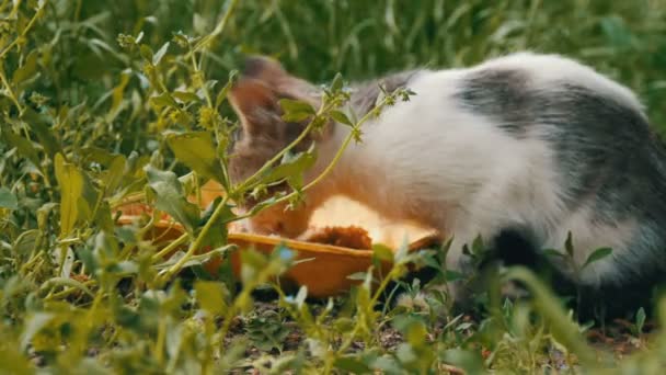 Pequeno gatinho com fome come em uma grama verde — Vídeo de Stock