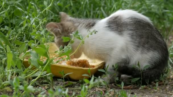 一只饥饿的小猫在绿草里吃 — 图库视频影像