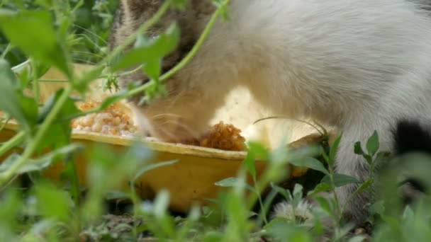 Little Hungry Kitten Eats in a Green Grass — Stock Video