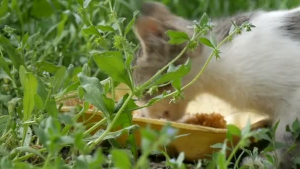 Pequeno gatinho com fome come em uma grama verde — Vídeo de Stock