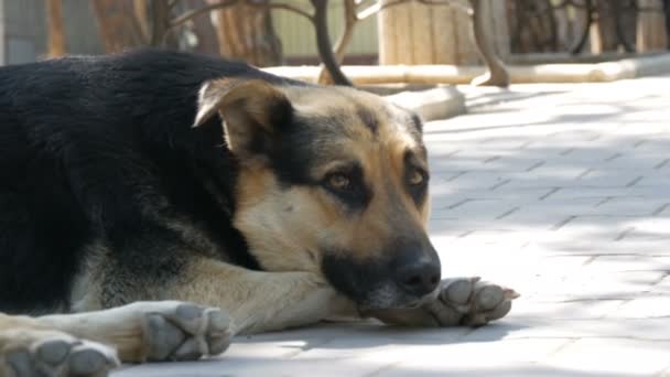 Homeless beautiful big dog lies on a city street — Stock Video