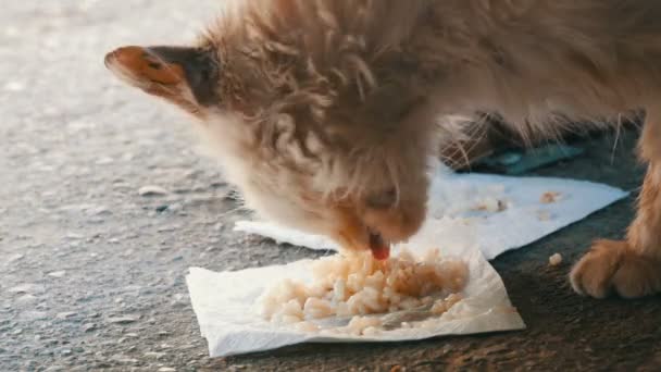 Molto fame sporco senzatetto bianco gatto mangia riso sul pavimento avidamente — Video Stock