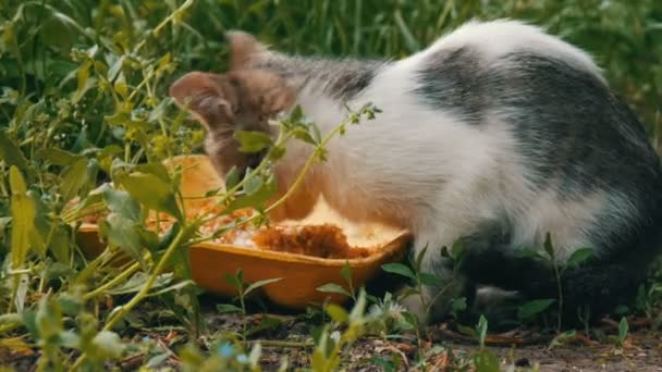 Malé hladové kotě jí v zelené trávě — Stock video