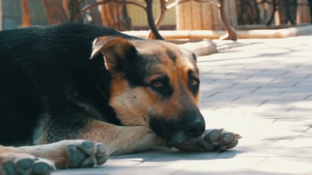 Evsiz güzel büyük köpek bir şehir sokak yatıyor — Stok video