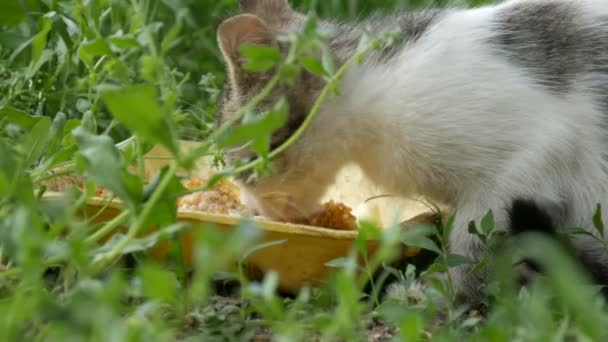 Pequeño gatito hambriento come en una hierba verde — Vídeos de Stock