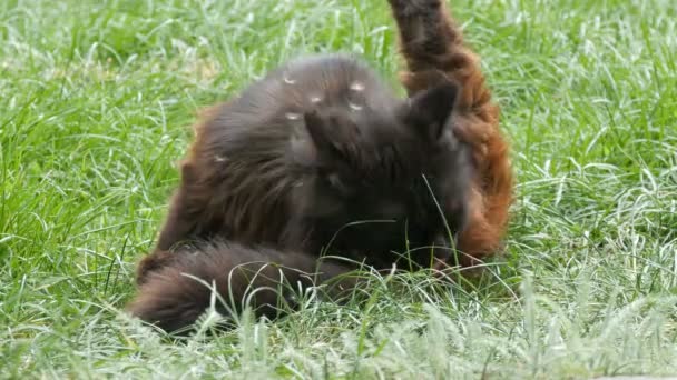 Sem-teto preto gato sentado na grama verde e lambe-se na rua — Vídeo de Stock