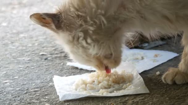 Little Hungry Kitten Eats in a Green Grass — Stock Video