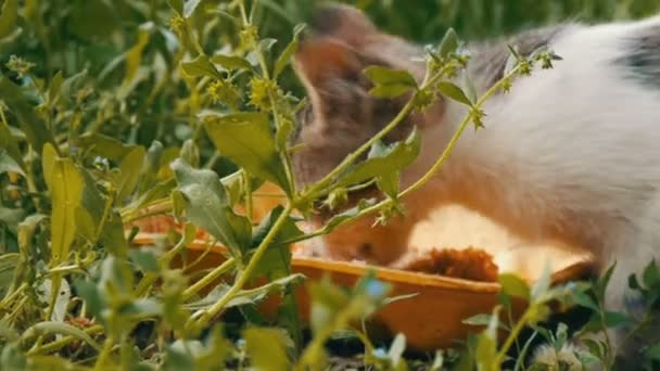 Yeşil çim küçük aç kedi yiyor — Stok video