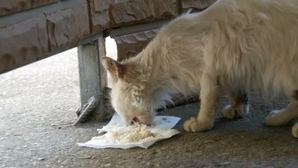 Zeer hongerig vuile dakloze witte kat eet rijst op de verdieping begerig — Stockvideo