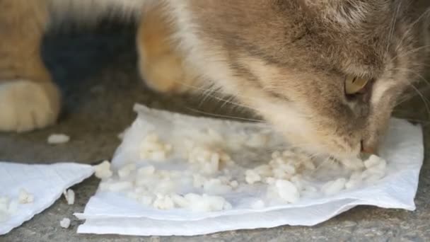 Sehr hungrige dreckige obdachlose weiße Katze frisst gierig Reis auf dem Boden — Stockvideo