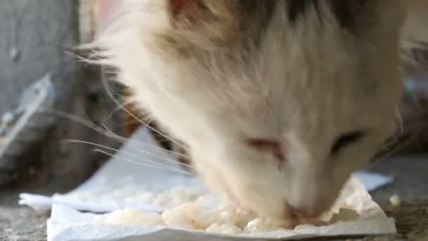 Petit chaton affamé mange dans une herbe verte — Video