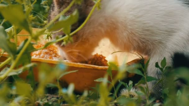 Pequeño gatito hambriento come en una hierba verde — Vídeos de Stock