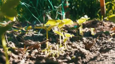Salatalık toprağa filizlenir, kadın sonraki bitki için zemin weeds
