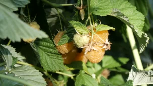 Frambuesas amarillas sabrosas maduras colgando en el arbusto en el jardín — Vídeos de Stock