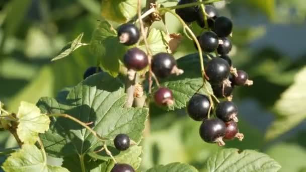 Спелые черные смородиновые ягоды висят на кустах в саду — стоковое видео
