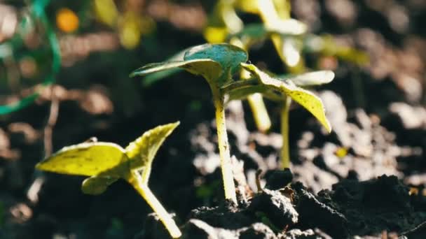 Komkommer spruiten in grondwater dat stroom uit de tuin gieters, close-up — Stockvideo