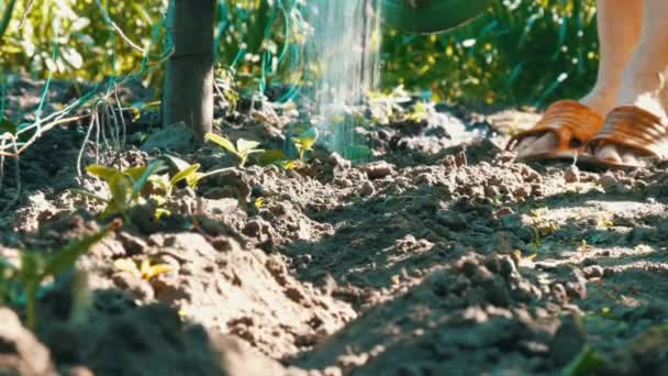 Frau gießt Jungpflanzen im Garten, Wasserstrahlen aus der Gießkanne fließen in den Boden — Stockvideo