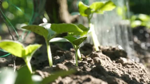 Паростки Огірків Ґрунтових Водах Які Течуть Банок Поливу Саду Вид — стокове відео