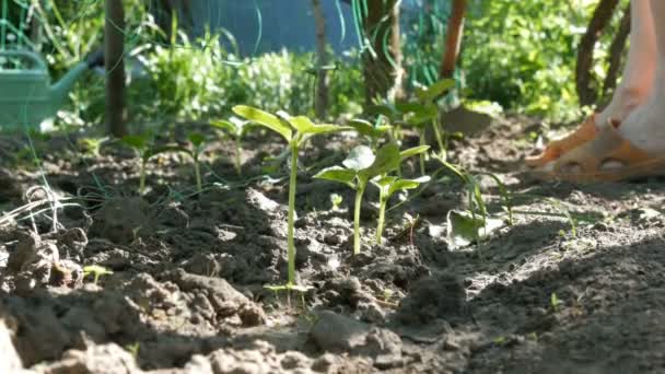 Germogli di cetriolo nel terreno, la donna erbaccia il terreno accanto alla pianta — Video Stock