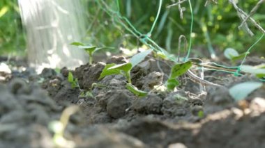 Salatalık zemin sularda Bu akıştan Bahçe sulama tenekeleri filizlenir, görünümü Kapat