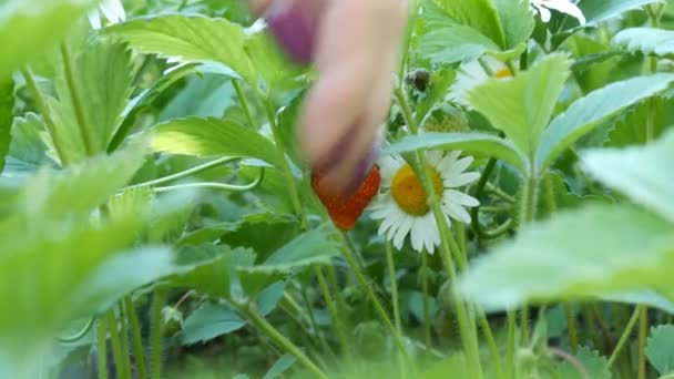 Beautiful ripe juicy strawberry on a bush next to a chamomile. Woman hand take the strawberry from the bush — Stock Video
