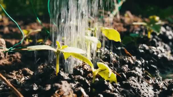 Gros plan sur l'arrosage du germe de concombre. Gouttes tombant sur la plante. Agriculture et agriculture — Video